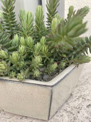 Pianta succulenta Sedum