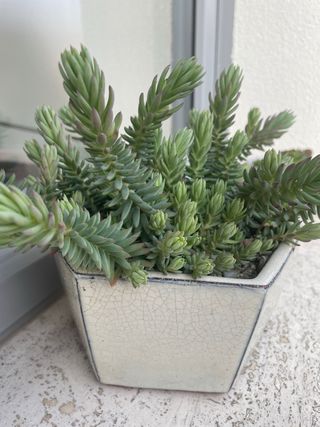 Pianta succulenta Sedum