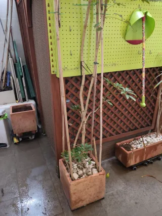 Maceta cuadrada terracota con planta