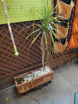 Maceta terracota rectangular con planta