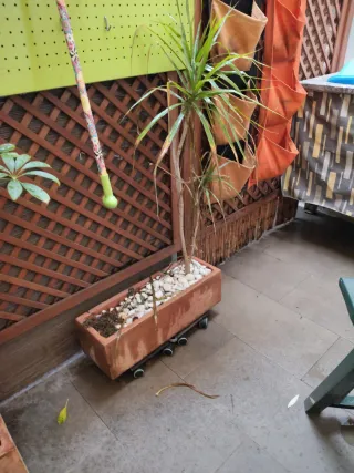 Maceta terracota rectangular con planta