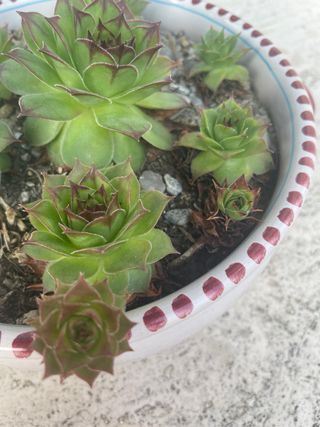 Pianta succulenta Sempervivum con vaso