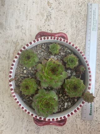 Pianta succulenta Sempervivum con vaso