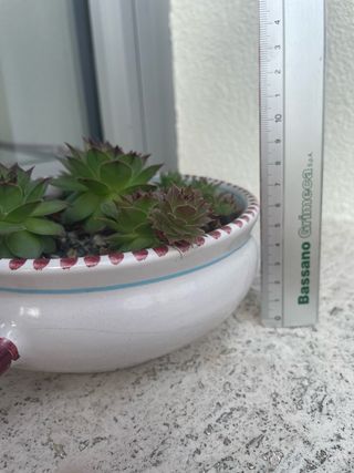 Pianta succulenta Sempervivum con vaso