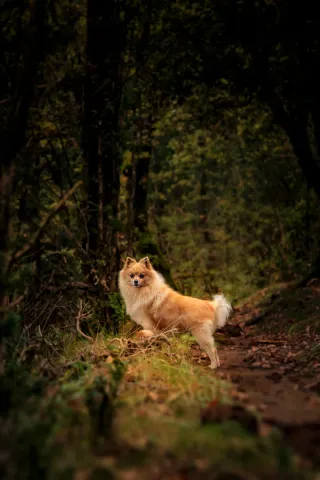 Fotògrafa professional de mascotas