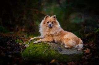 Fotògrafa professional de mascotas