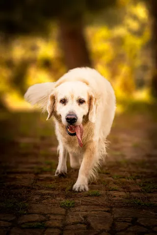 Fotògrafa professional de mascotas