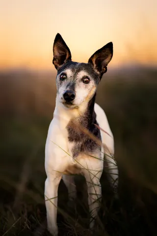 Fotògrafa professional de mascotas