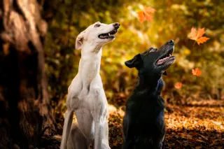 Fotògrafa professional de mascotas