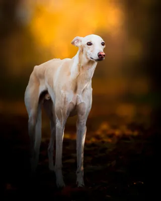 Fotògrafa professional de mascotas