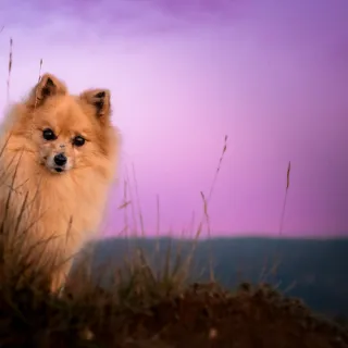 Fotògrafa professional de mascotas