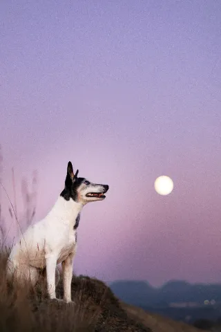 Fotògrafa professional de mascotas