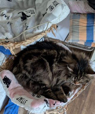 Manta suave para gato/transportín - Nueva