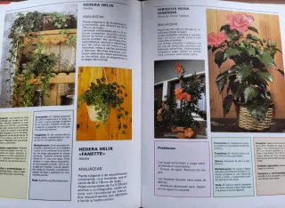 GUIA PARA EL CUIDADO DE LAS PLANTAS DE INTERIOR