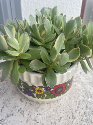 Crassula Money Maker con vaso vintage