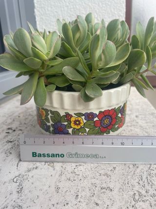 Crassula Money Maker con vaso vintage