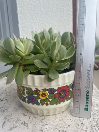 Crassula Money Maker con vaso vintage