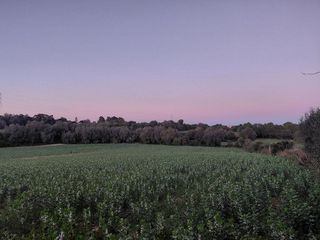 Terreno en venta en Manacor Centro en Manacor