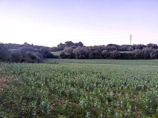 Terreno en venta en Manacor Centro en Manacor