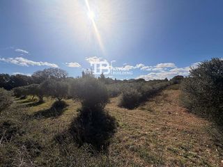 Solar en venta en Son Servera