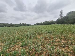 Solar en venta en Manacor Centro en Manacor