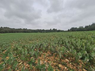 Solar en venta en Manacor Centro en Manacor