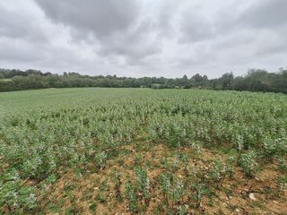 Solar en venta en Manacor Centro en Manacor