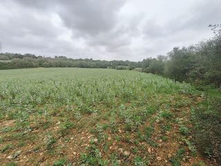 Solar en venta en Manacor Centro en Manacor