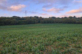 Solar en venta en Manacor Centro en Manacor