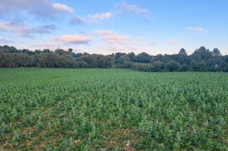 Solar en venta en Manacor Centro en Manacor