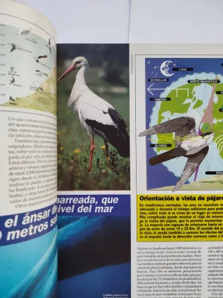 Revista ecologia