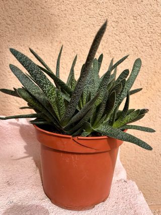Planta Suculenta Gasteria Tiburón
