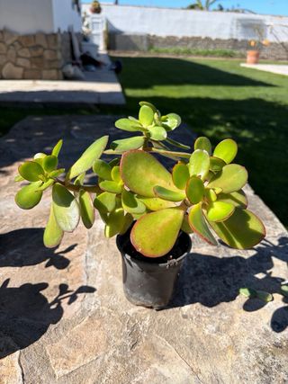 Planta de Jade