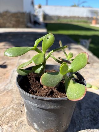 Planta de Jade