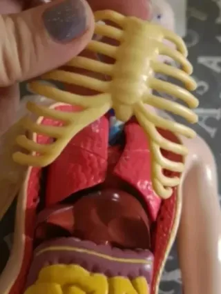 Muñeco Anatómico Humano