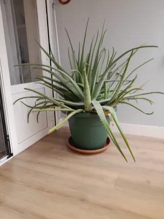 Planta Aloe Vera Grande Pesa mucho y es muy grande