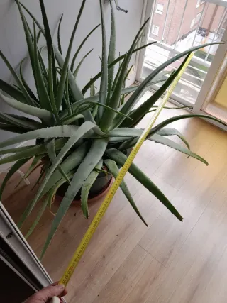 Planta Aloe Vera Grande Pesa mucho y es muy grande