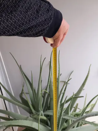 Planta Aloe Vera Grande Pesa mucho y es muy grande