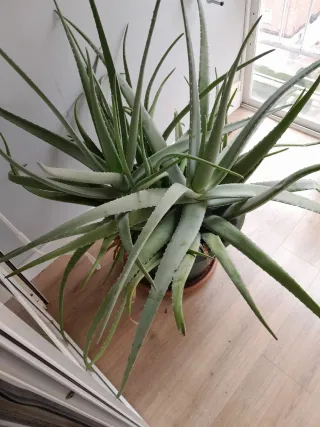 Planta Aloe Vera Grande Pesa mucho y es muy grande