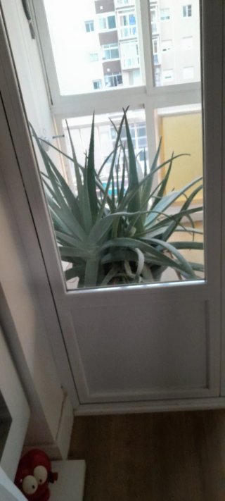Planta Aloe Vera Grande Pesa mucho y es muy grande