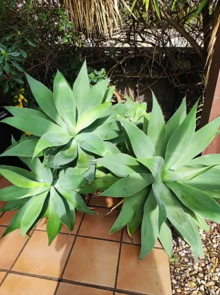 Planta Agave Attenuata