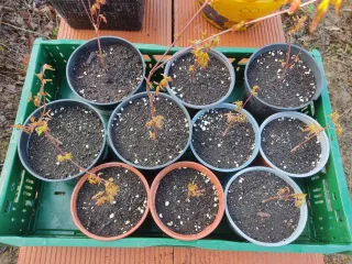 Acer Palmatum Polymorphum Plantas