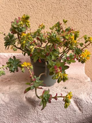 Suculentas Echeveria 'Serun Palmeri' y 'Tiburon'