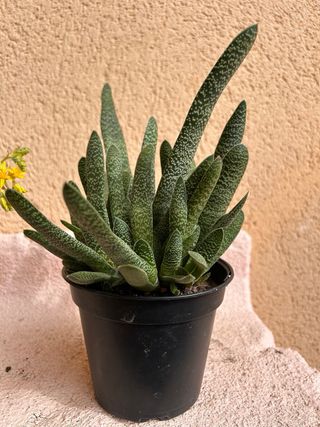 Suculentas Echeveria 'Serun Palmeri' y 'Tiburon'