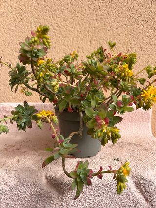 Suculentas Echeveria 'Serun Palmeri' y 'Tiburon'