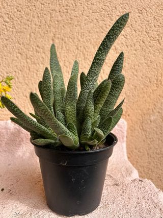 Suculentas Echeveria 'Serun Palmeri' y 'Tiburon'