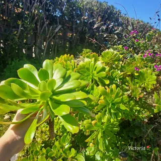 Aeonium verde brillante
