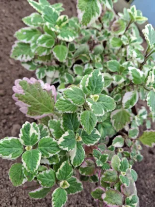 Planta de incienso variegada