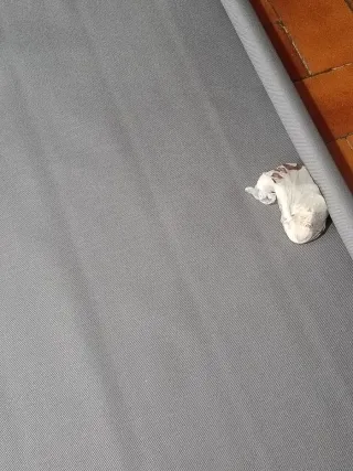 Estor gris para oficina