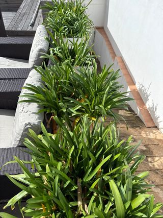 Jardineras (5 unidades)